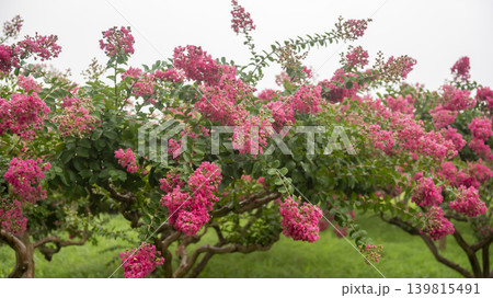 crape myrtle, zinnia 139815491
