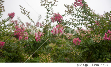 crape myrtle, zinnia 139815495