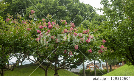crape myrtle, zinnia crape myrtle, zinnia 139815604