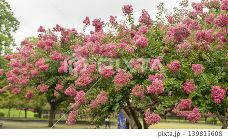 crape myrtle, zinnia 139815608