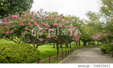 crape myrtle, zinnia crape myrtle, zinnia 139815611