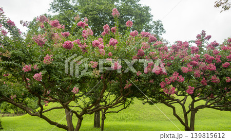 crape myrtle, zinnia crape myrtle, zinnia 139815612