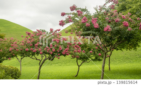 crape myrtle, zinnia crape myrtle, zinnia 139815614