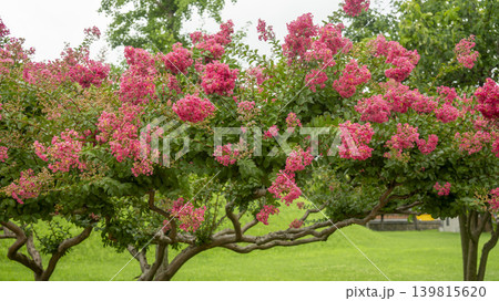 crape myrtle, zinnia crape myrtle, zinnia 139815620