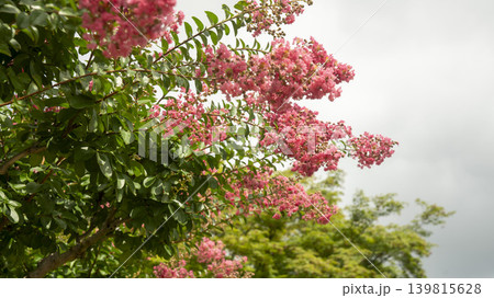 crape myrtle, zinnia 139815628