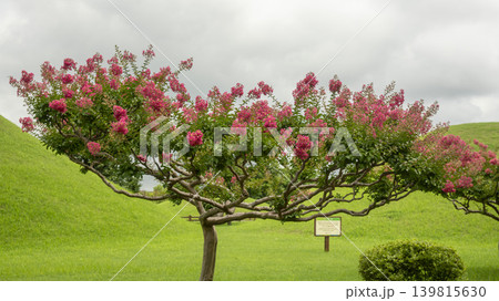 crape myrtle, zinnia crape myrtle, zinnia 139815630