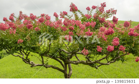 crape myrtle, zinnia crape myrtle, zinnia 139815631