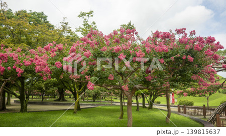 crape myrtle, zinnia crape myrtle, zinnia 139815637