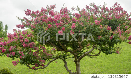 crape myrtle, zinnia 139815647