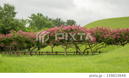 crape myrtle, zinnia 139815648