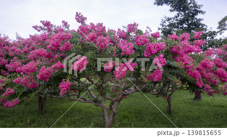 crape myrtle, zinnia crape myrtle, zinnia 139815655