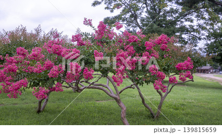 crape myrtle, zinnia crape myrtle, zinnia 139815659