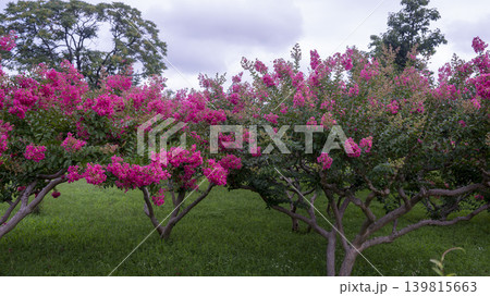 crape myrtle, zinnia crape myrtle, zinnia 139815663