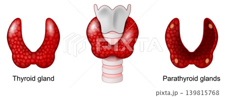 Thyroid and Parathyroid glands. Anatomy of human endocrine gland. Human endocrine system. The trachea, larynx, and lower pharynx. 139815768