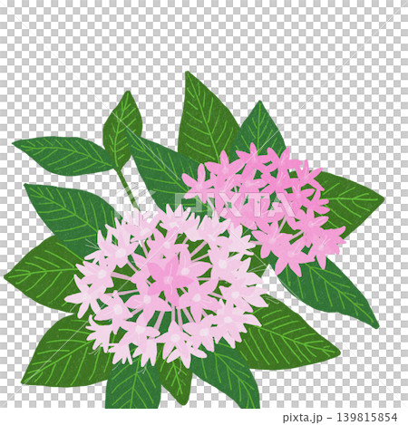 Hand-drawn flower illustration: Pentas Hand-drawn flower illustration: Pentas 139815854