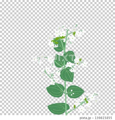 手描きの花のイラスト アカネ 手描きの花のイラスト アカネ 139815855
