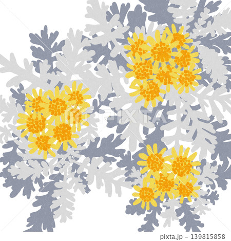 手描きの花のイラスト　シロタエギク 139815858