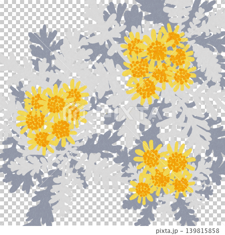 手描きの花のイラスト　シロタエギク 139815858