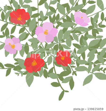 手描きの花のイラスト　ポーチュラカ 139815859