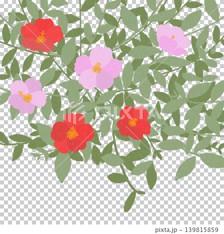 手描きの花のイラスト　ポーチュラカ 139815859