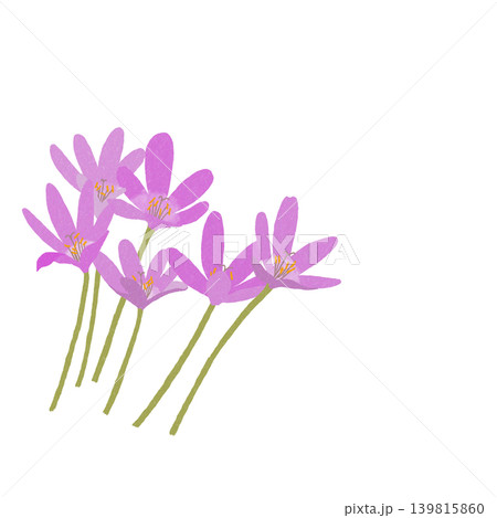 手描きの花のイラスト コルチカム 手描きの花のイラスト コルチカム 139815860