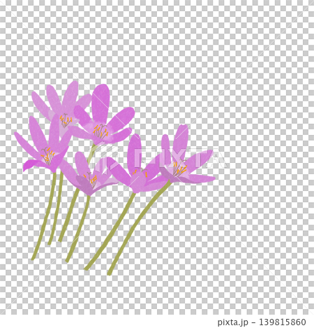 手描きの花のイラスト コルチカム 手描きの花のイラスト コルチカム 139815860