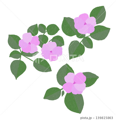 手描きの花のイラスト　インパチェンス 139815863