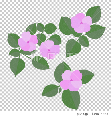手描きの花のイラスト　インパチェンス 139815863