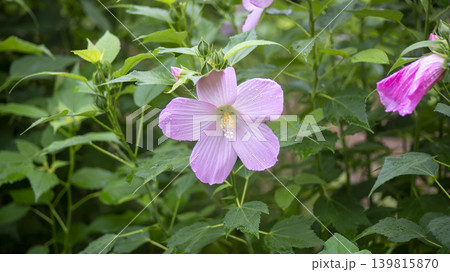 Hibiscus Hibiscus 139815870