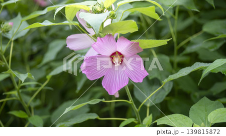 Hibiscus Hibiscus 139815872