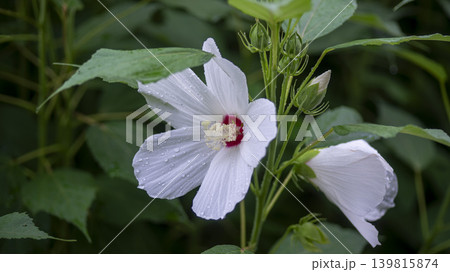 Hibiscus Hibiscus 139815874