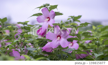 Hibiscus Hibiscus 139815877