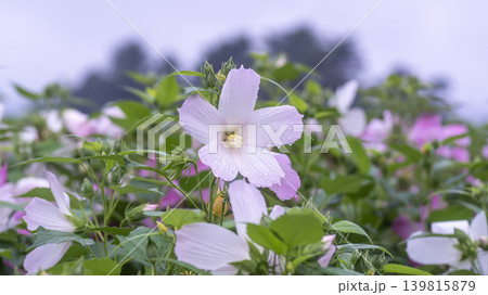 Hibiscus 139815879