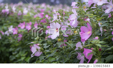 Hibiscus Hibiscus 139815883