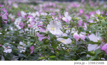 Hibiscus Hibiscus 139815886