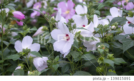 Hibiscus Hibiscus 139815891