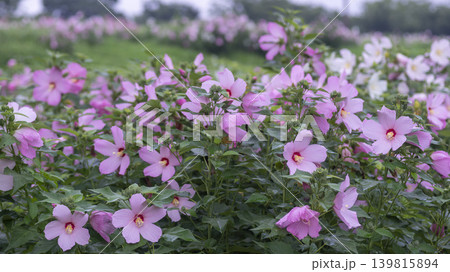 Hibiscus 139815894