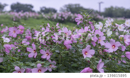 Hibiscus Hibiscus 139815895