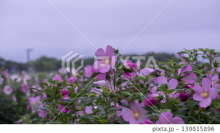 Hibiscus Hibiscus 139815896
