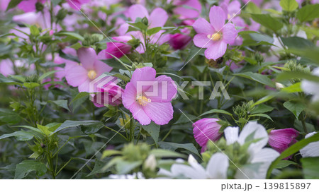 Hibiscus Hibiscus 139815897