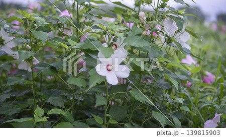 Hibiscus Hibiscus 139815903