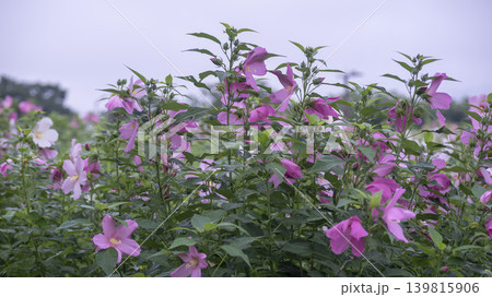 Hibiscus Hibiscus 139815906