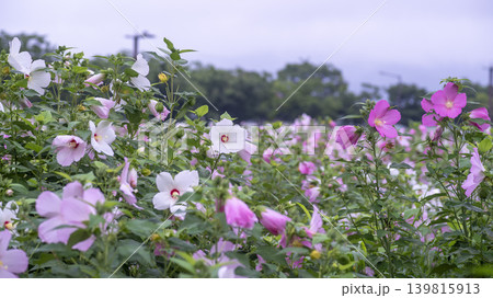 Hibiscus 139815913