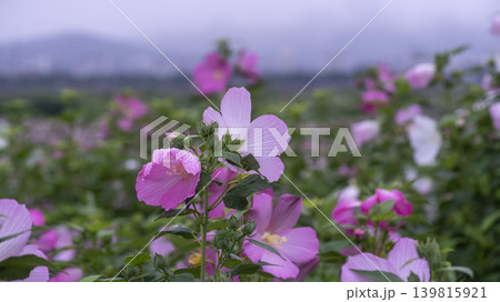 Hibiscus Hibiscus 139815921