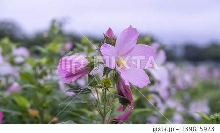 Hibiscus Hibiscus 139815923