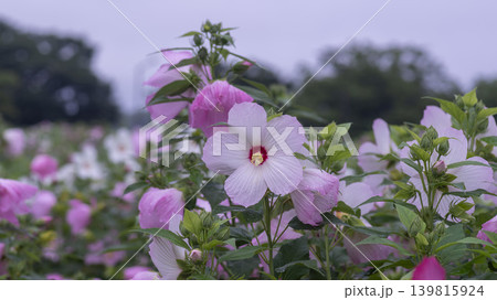 Hibiscus 139815924