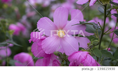 Hibiscus 139815930
