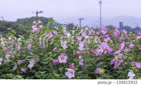 Hibiscus Hibiscus 139815932