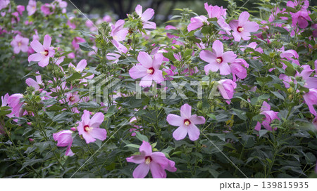 Hibiscus Hibiscus 139815935