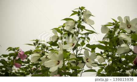 Hibiscus Hibiscus 139815936